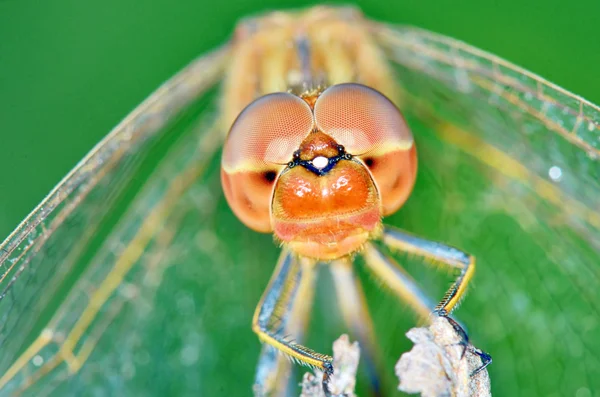 Dragonfly (Crocothemis erythraea) — Stockfoto