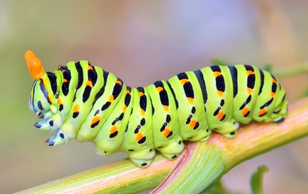 제비 machaon — 스톡 사진