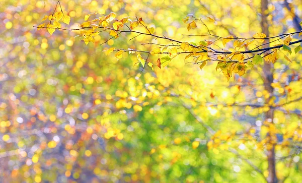Podzimní listí v brunche — Stock fotografie