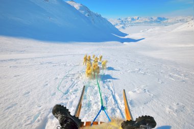 Köpek Sledding