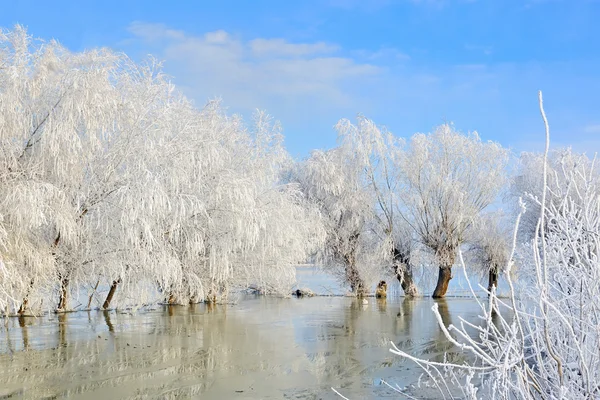 Зимний пейзаж с заснеженными деревьями — стоковое фото