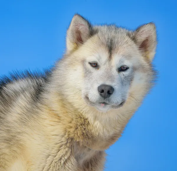 Grönlandhund — Stockfoto