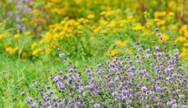 alanda kekik çiçekleri