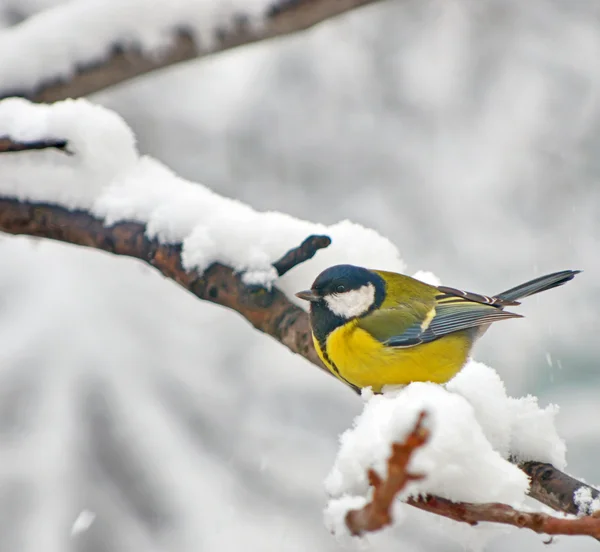 Blue Tit in the snow on a tree — Stock Photo, Image