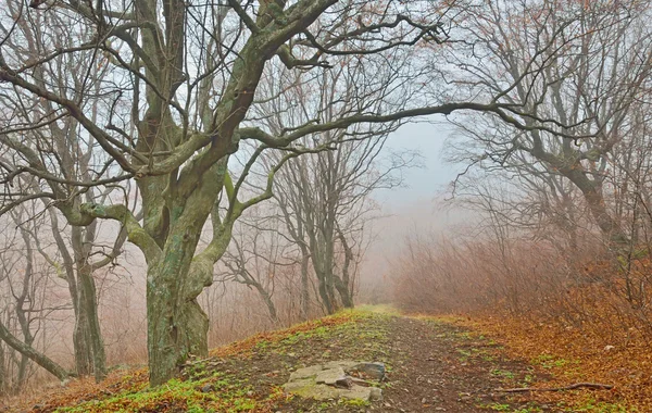 Mist in het bos — Stockfoto