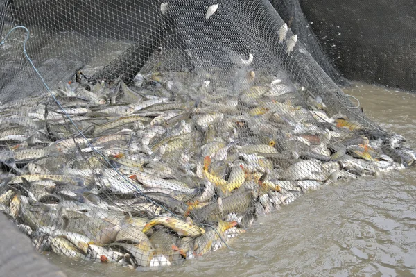 Ryby z połowów sieci — Zdjęcie stockowe