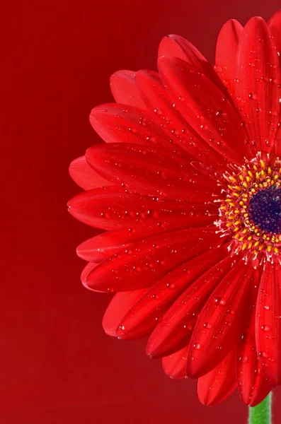 Red Gerbera Flower — Stock Photo, Image