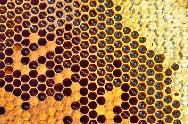 Miel non fini en nids d'abeilles — Photo