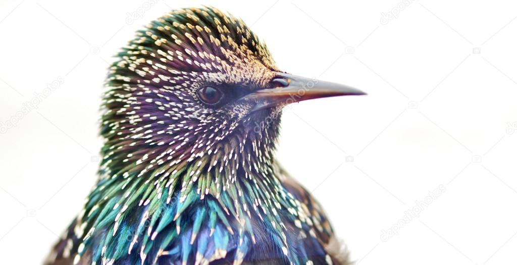Close up of a Starling
