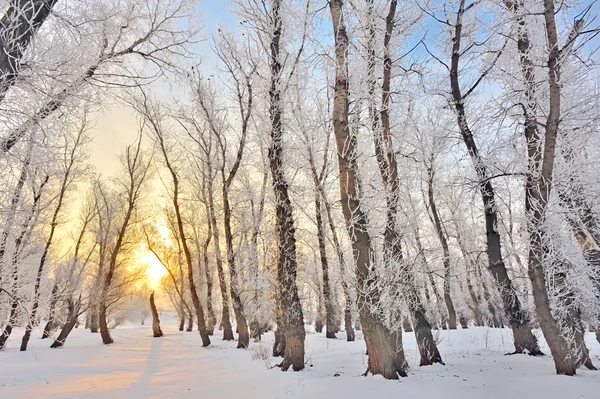 Winterwald — Stockfoto