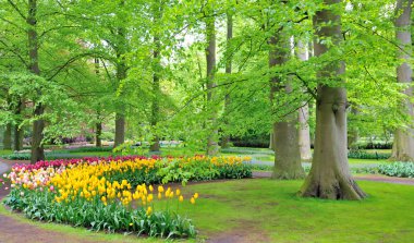 Keukenhof Bahçeleri, Lisse, Hollanda