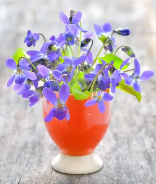 Fiori viola (Viola odorata ) — Foto Stock