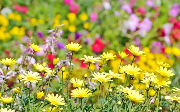 Achtergrond van een veld de bloemen — Stockfoto