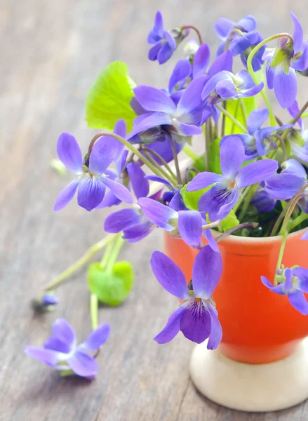 Flores violetas (Viola odorata ) — Foto de Stock