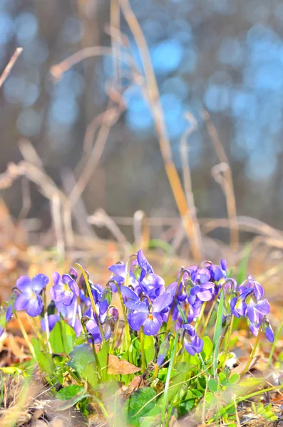 Violets flowers blooming — Stock Photo, Image