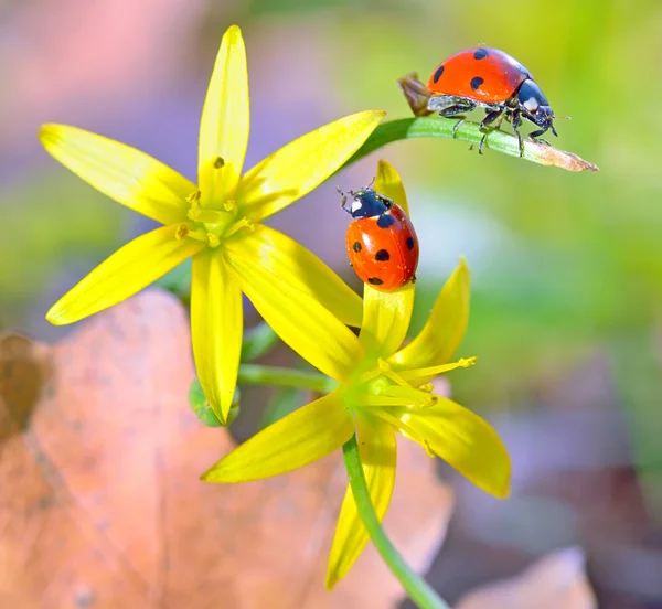 Joaninhas em flores da primavera — Fotografia de Stock