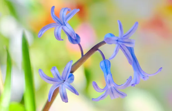 Fiore di giacinto — Foto Stock