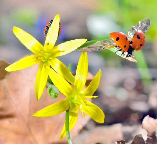 Marienkäfer auf Frühlingsblumen — Stockfoto