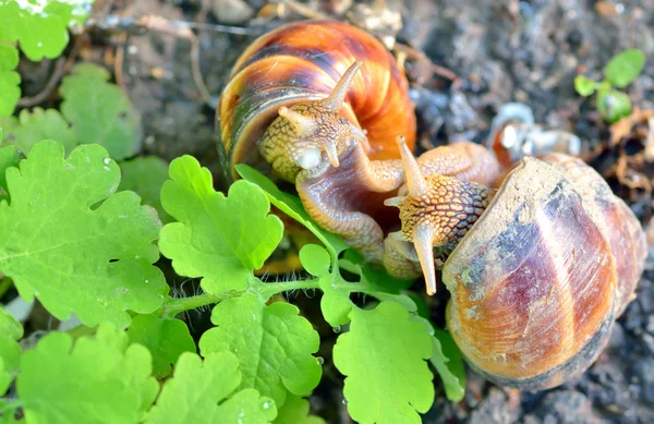 사랑 달팽이 — 스톡 사진