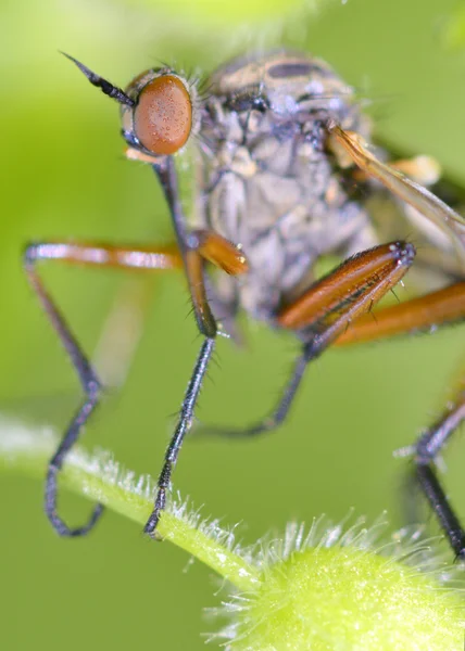 Robador mosca insecto — Foto de Stock