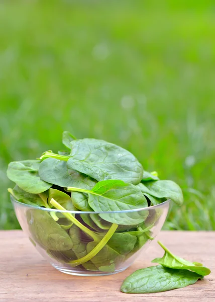 Verse groene spinazie — Stockfoto