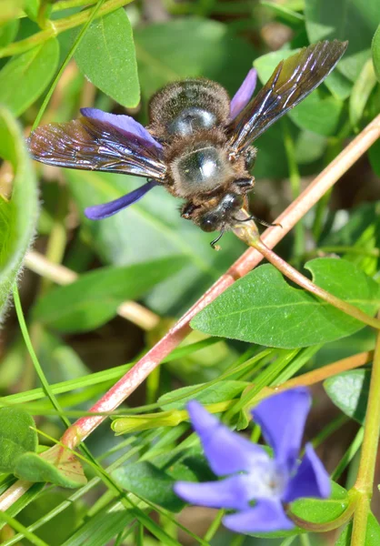 Snickare bee arter xylocopa violacea — Stockfoto