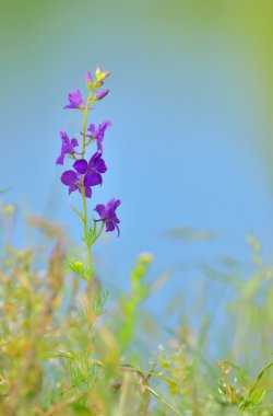 Consolida ajacis çiçek