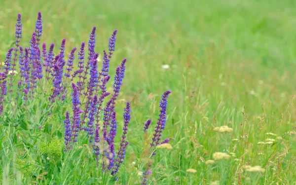Field with wild flowers of lavender — Stock Photo, Image