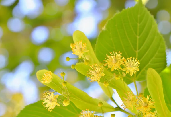 ツリーでリンデンの花 — ストック写真