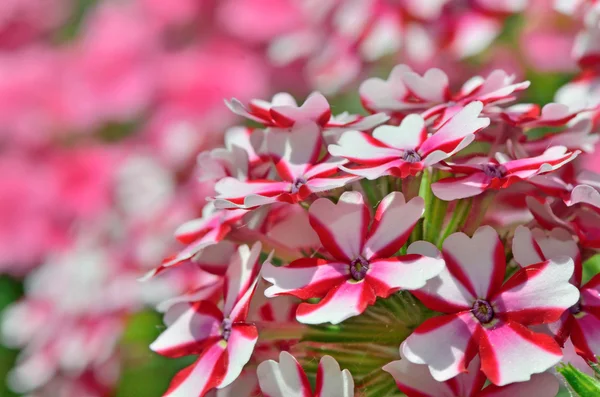 Flores de geranio —  Fotos de Stock