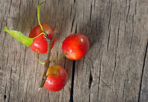 Cherry-plum — Stock Photo, Image