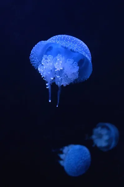 Medusas Manchadas Phyllorhiza Punctata Bajo Agua — Foto de Stock