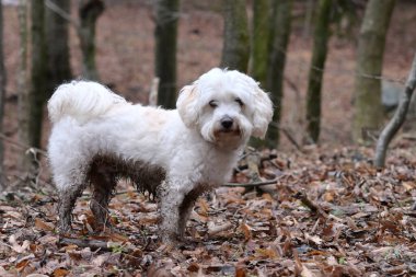 Dirty White Maltese Dog Bichon in forest