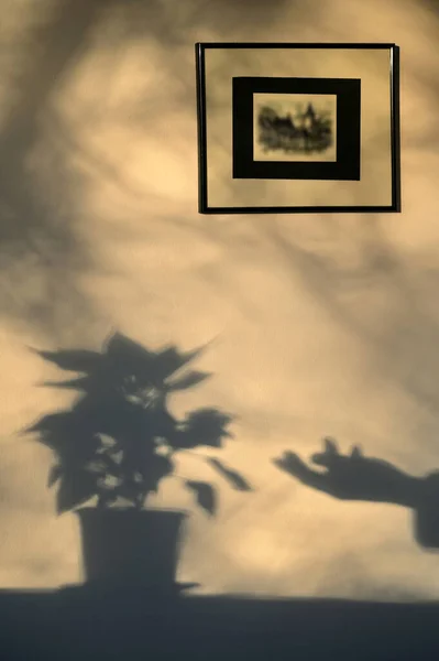 Abstract Flower Pot Hand Sun Shadows — Φωτογραφία Αρχείου