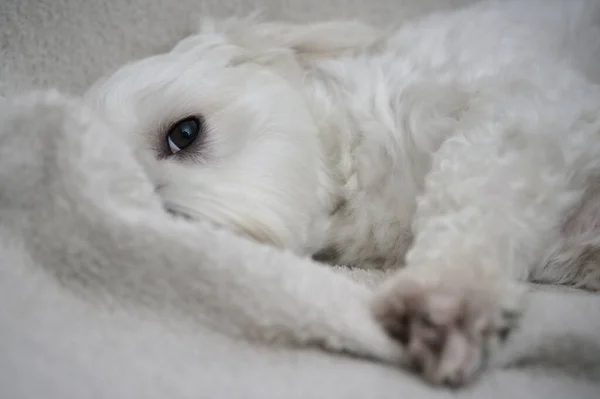 White Maltese Dog Bichon Lay Sofa — Stockfoto