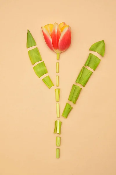 Une Tulipe Coupée Isolée Sur Fond Papier — Photo