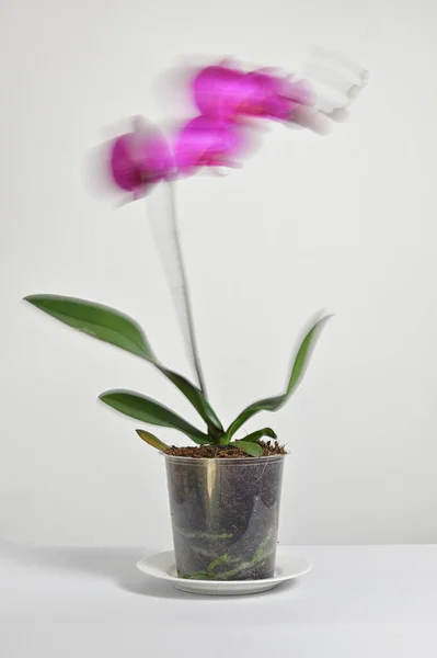 Abstrakt Lång Exponering Rörelse Phalaenopsis Orkidé Odlare Pot — Stockfoto