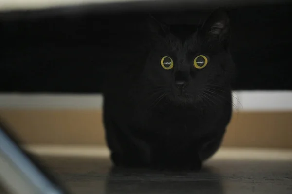 Zbliżenie Czarny Kot Siedzi Pod Sofa — Zdjęcie stockowe