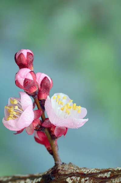 Closeup Rainy Spring Cherry Flowers — ストック写真