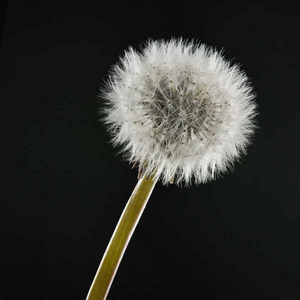 Closeup Dandelion Black Background Studio — ストック写真