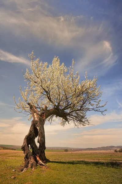 Singur Copac Teren Puterea Renașterii — Fotografie, imagine de stoc