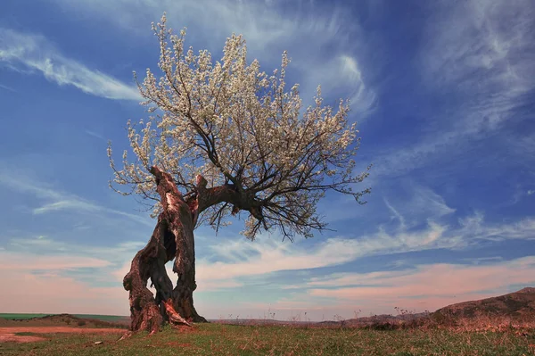 Single Tree Field Sky Power Rebirth — ストック写真