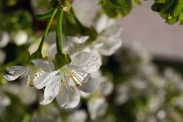 Closeup Spring Cherry Flowers — Stock Photo, Image