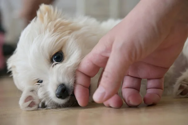 Closeup White Bichon Puppy Playing Floor — Fotografia de Stock