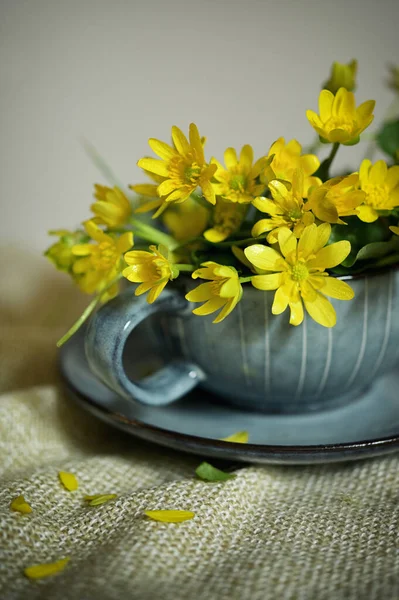 Közelkép Egy Sárga Kis Celandine Virág Tea Cup — Stock Fotó