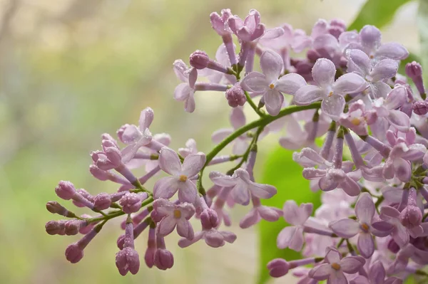Closeup Lilac Purple Drops Spring Garden — Stock Photo, Image