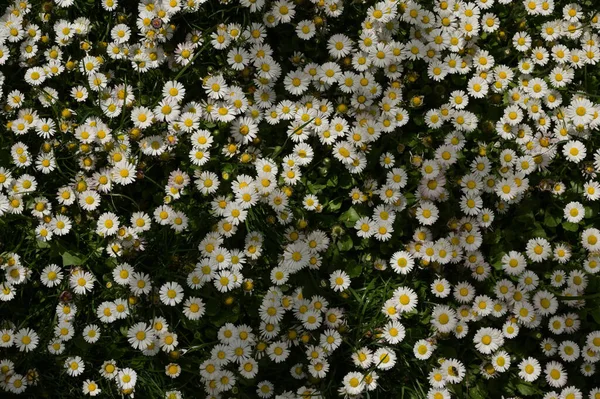 Closeup Annual Daisies Bellis Annua Meadow — Photo