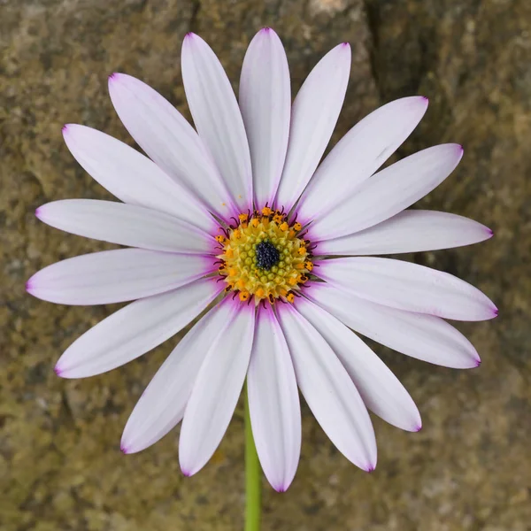 Zbliżenie Śródziemnomorski Ogród Afrykańską Daisy Kwiat Dimorphotheca Pluvialis — Zdjęcie stockowe