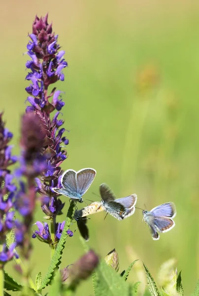 Gros Plan Adonis Papillon Bleu Sur Terrain — Photo