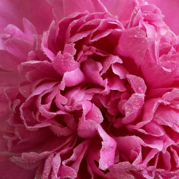 胶水粉红牡丹花束盛开 — 图库照片